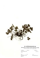 藏品(三葉山芹菜)的圖片
